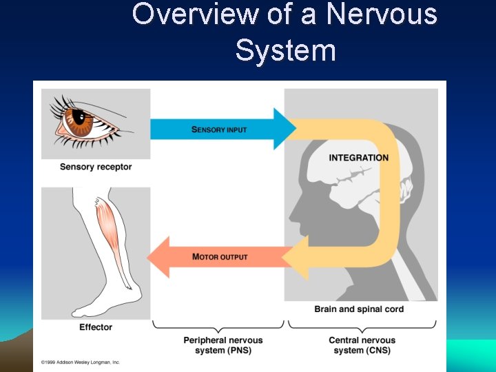 Overview of a Nervous System 