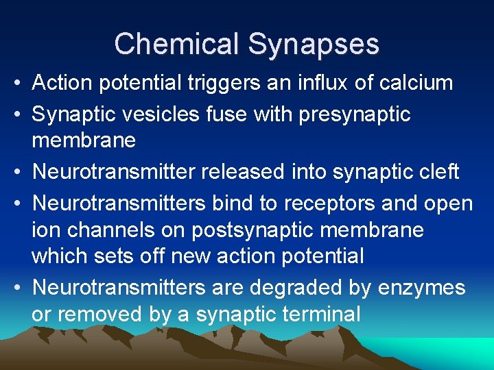Chemical Synapses • Action potential triggers an influx of calcium • Synaptic vesicles fuse