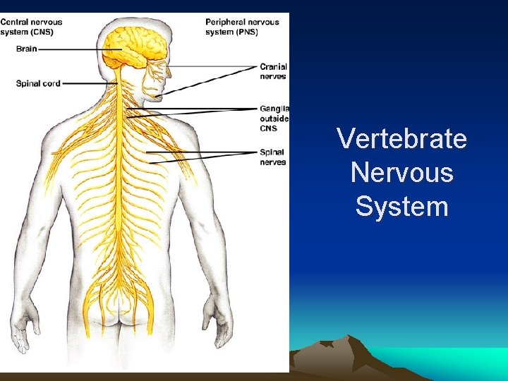 Vertebrate Nervous System 