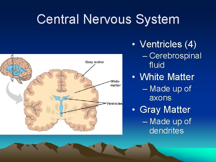 Central Nervous System • Ventricles (4) – Cerebrospinal fluid • White Matter – Made