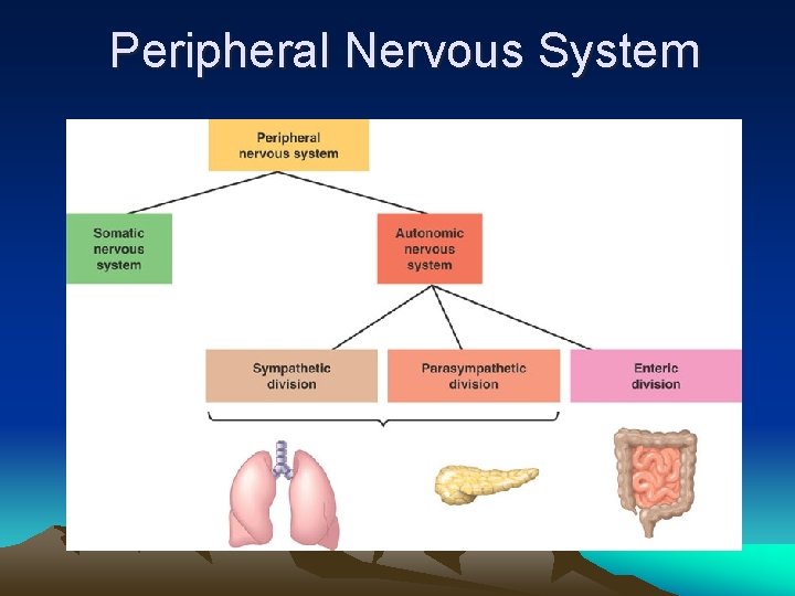 Peripheral Nervous System 