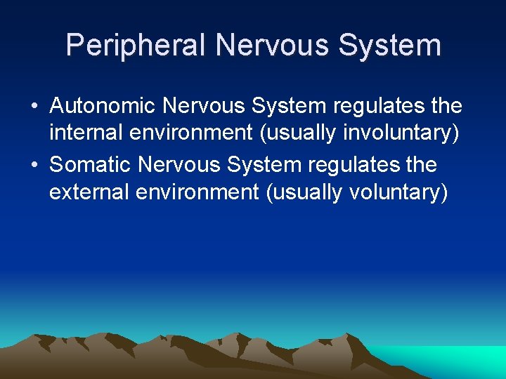 Peripheral Nervous System • Autonomic Nervous System regulates the internal environment (usually involuntary) •