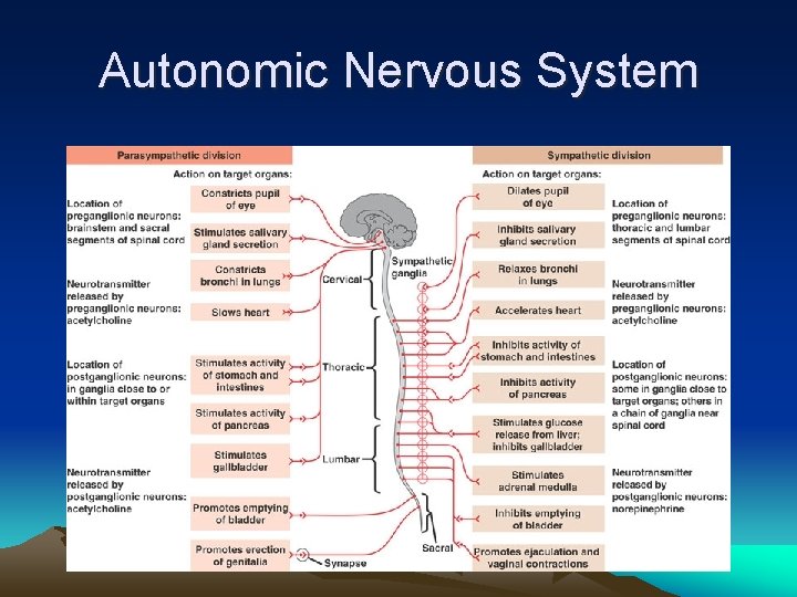 Autonomic Nervous System 