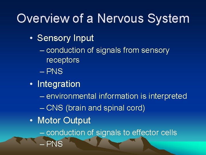 Overview of a Nervous System • Sensory Input – conduction of signals from sensory