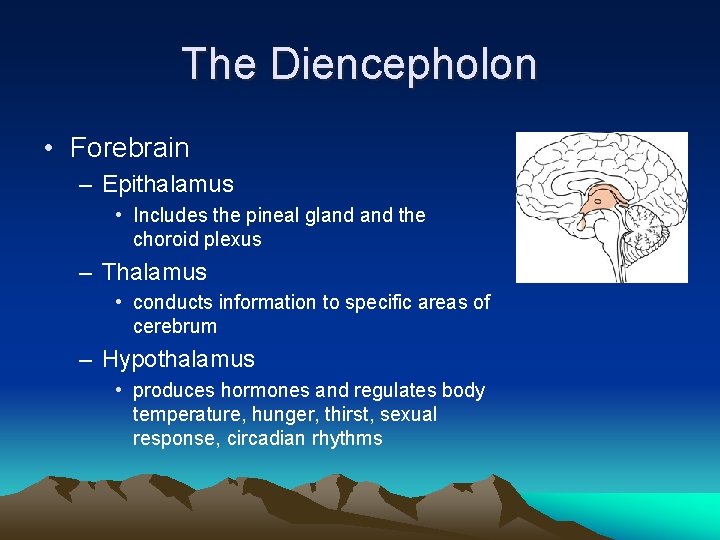 The Diencepholon • Forebrain – Epithalamus • Includes the pineal gland the choroid plexus