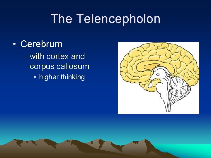 The Telencepholon • Cerebrum – with cortex and corpus callosum • higher thinking 