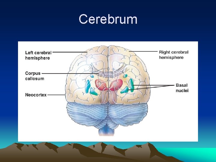 Cerebrum 