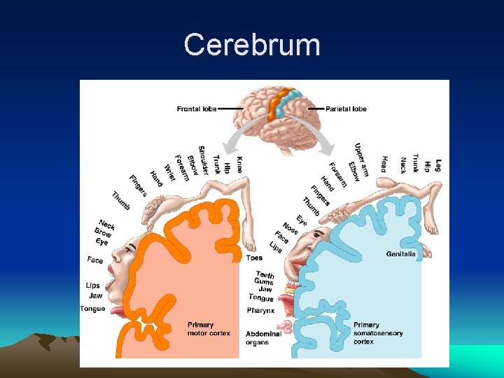Cerebrum 