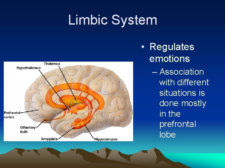 Limbic System • Regulates emotions – Association with different situations is done mostly in