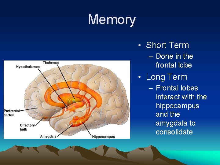 Memory • Short Term – Done in the frontal lobe • Long Term –