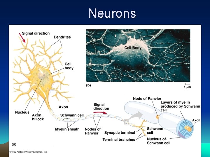 Neurons 