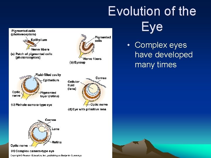 Evolution of the Eye • Complex eyes have developed many times 