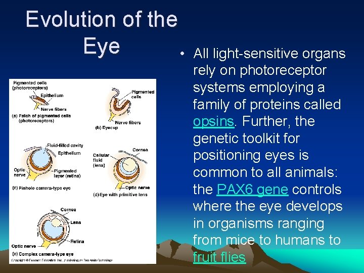 Evolution of the Eye • All light-sensitive organs rely on photoreceptor systems employing a