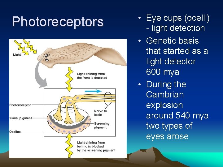 Photoreceptors • Eye cups (ocelli) - light detection • Genetic basis that started as