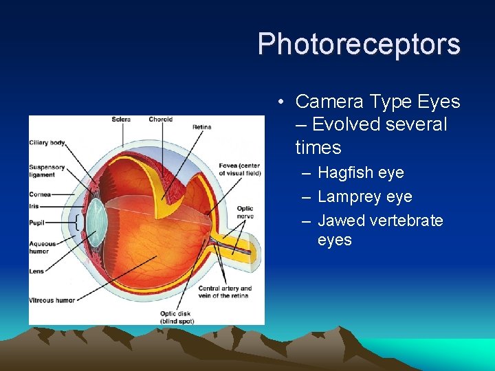 Photoreceptors • Camera Type Eyes – Evolved several times – Hagfish eye – Lamprey