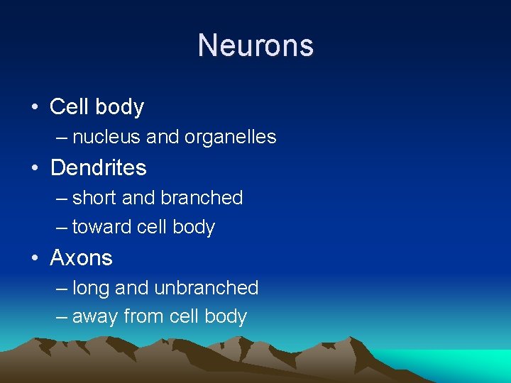 Neurons • Cell body – nucleus and organelles • Dendrites – short and branched