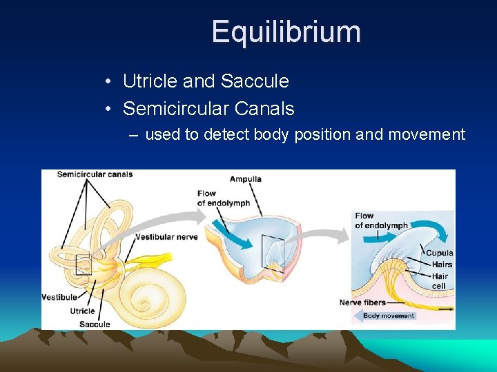 Equilibrium • Utricle and Saccule • Semicircular Canals – used to detect body position
