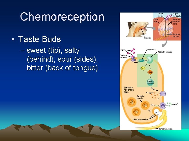 Chemoreception • Taste Buds – sweet (tip), salty (behind), sour (sides), bitter (back of