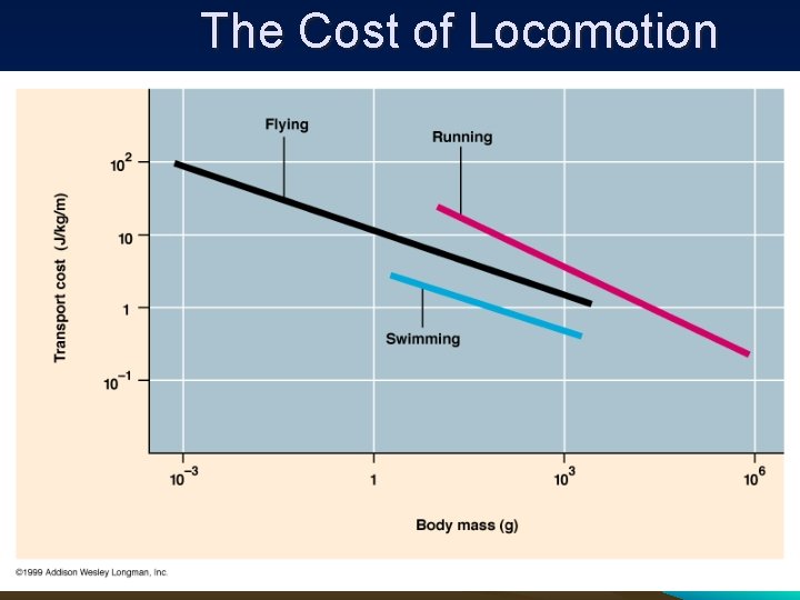 The Cost of Locomotion 