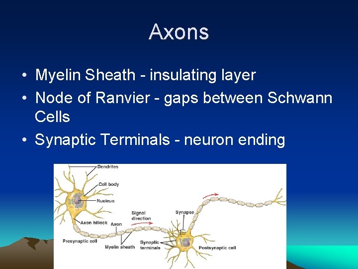 Axons • Myelin Sheath - insulating layer • Node of Ranvier - gaps between