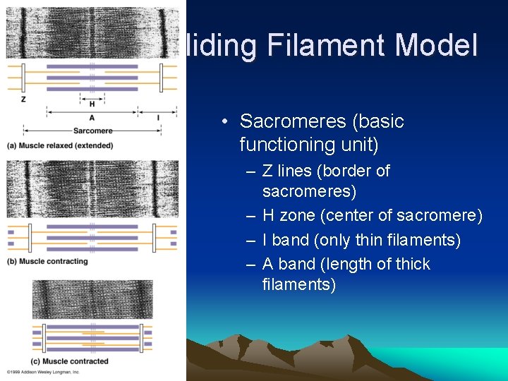 Sliding Filament Model • Sacromeres (basic functioning unit) – Z lines (border of sacromeres)