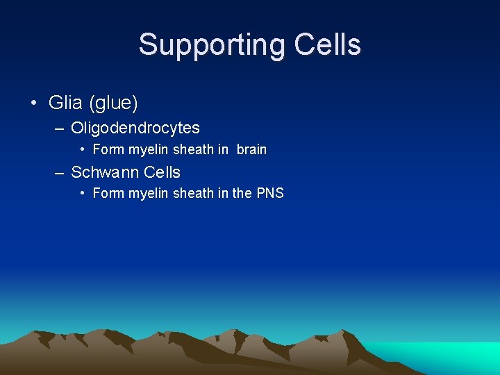 Supporting Cells • Glia (glue) – Oligodendrocytes • Form myelin sheath in brain –