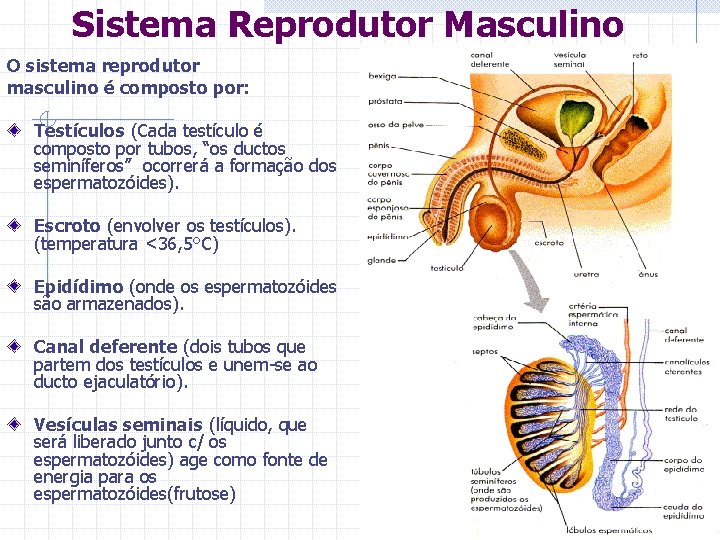 Sistema Reprodutor Masculino O sistema reprodutor masculino é composto por: Testículos (Cada testículo é