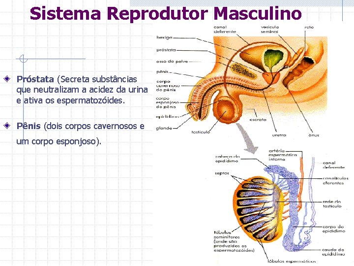 Sistema Reprodutor Masculino Próstata (Secreta substâncias que neutralizam a acidez da urina e ativa