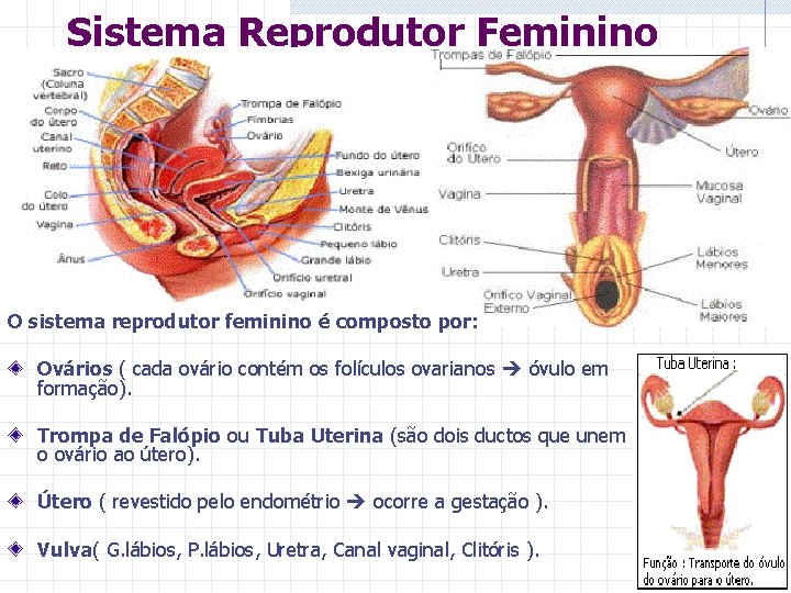 Sistema Reprodutor Feminino O sistema reprodutor feminino é composto por: Ovários ( cada ovário
