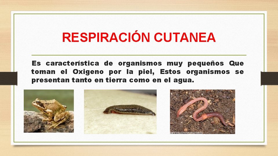 RESPIRACIÓN CUTANEA Es característica de organismos muy pequeños Que toman el Oxigeno por la