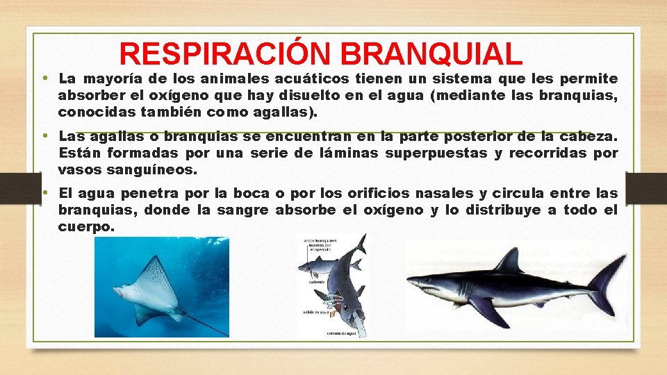 RESPIRACIÓN BRANQUIAL • La mayoría de los animales acuáticos tienen un sistema que les