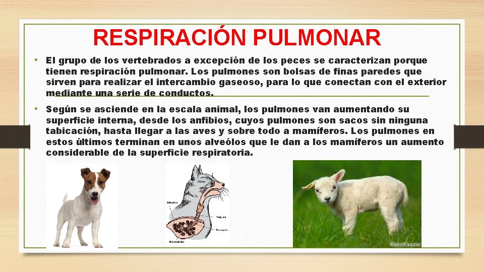 RESPIRACIÓN PULMONAR • El grupo de los vertebrados a excepción de los peces se