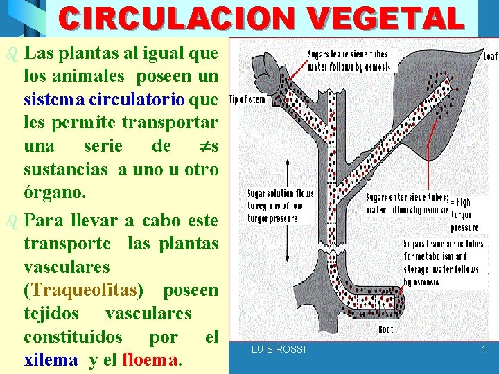 CIRCULACION VEGETAL Las plantas al igual que los animales poseen un sistema circulatorio que
