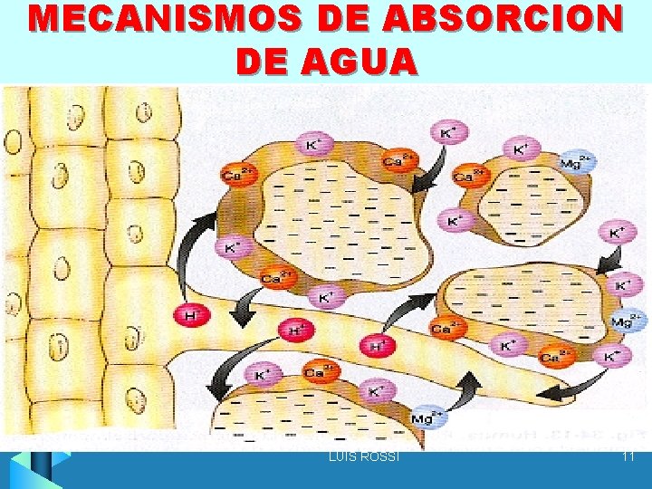 MECANISMOS DE ABSORCION DE AGUA LUIS ROSSI 11 