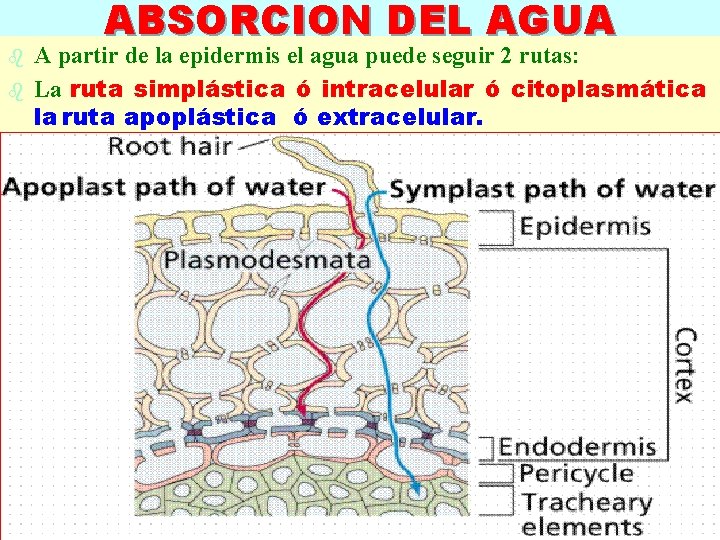 b b ABSORCION DEL AGUA A partir de la epidermis el agua puede seguir