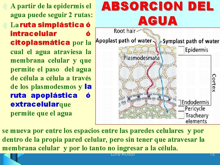 b b A partir de la epidermis el agua puede seguir 2 rutas: La