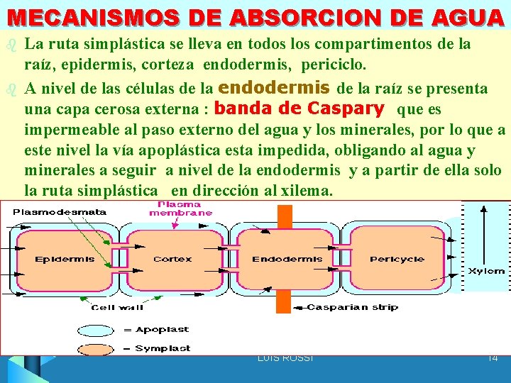 MECANISMOS DE ABSORCION DE AGUA b b La ruta simplástica se lleva en todos