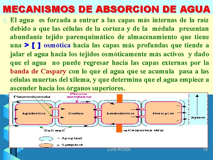 MECANISMOS DE ABSORCION DE AGUA b El agua es forzada a entrar a las