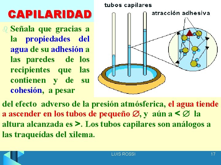 CAPILARIDAD b Señala que gracias a la propiedades del agua de su adhesión a