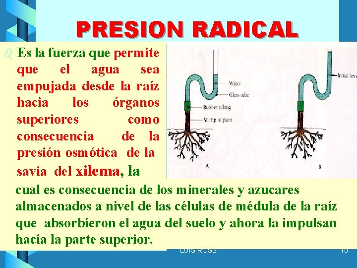 PRESION RADICAL b Es la fuerza que permite que el agua sea empujada desde