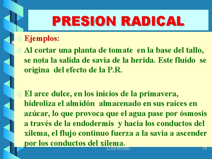 PRESION RADICAL Ejemplos: b Al cortar una planta de tomate en la base del