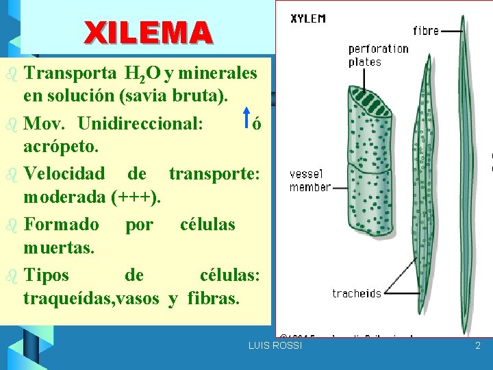 XILEMA Transporta H 2 O y minerales en solución (savia bruta). b Mov. Unidireccional: