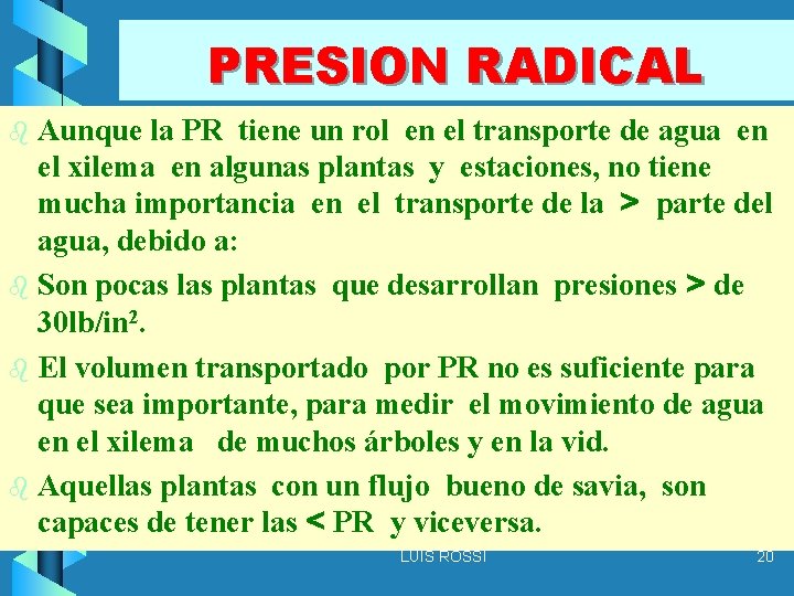 PRESION RADICAL Aunque la PR tiene un rol en el transporte de agua en