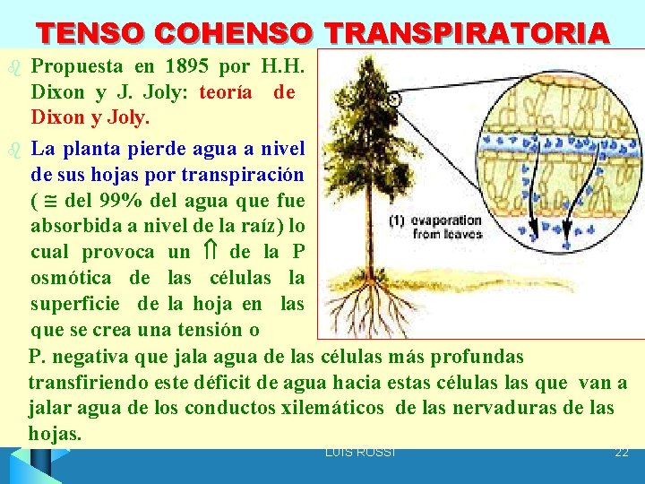 TENSO COHENSO TRANSPIRATORIA Propuesta en 1895 por H. H. Dixon y J. Joly: teoría