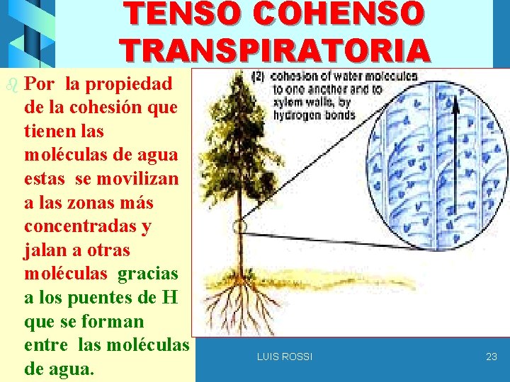 TENSO COHENSO TRANSPIRATORIA b Por la propiedad de la cohesión que tienen las moléculas