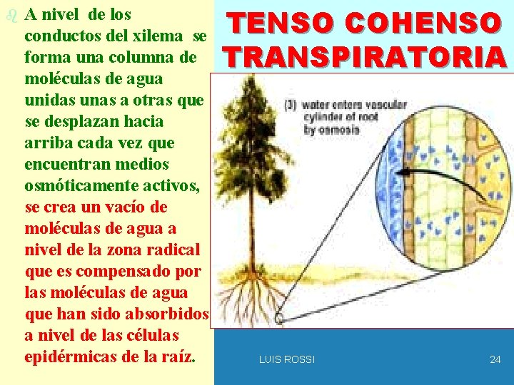 b A nivel de los conductos del xilema se forma una columna de moléculas