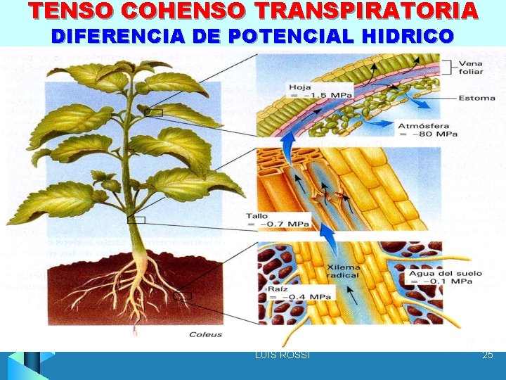 TENSO COHENSO TRANSPIRATORIA DIFERENCIA DE POTENCIAL HIDRICO LUIS ROSSI 25 