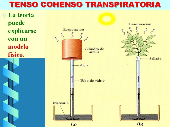 TENSO COHENSO TRANSPIRATORIA b La teoría puede explicarse con un modelo físico. LUIS ROSSI