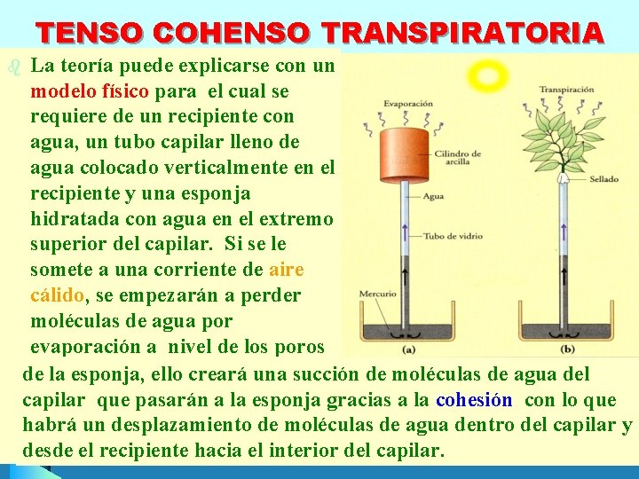 TENSO COHENSO TRANSPIRATORIA b La teoría puede explicarse con un modelo físico para el