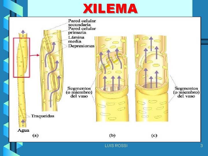 XILEMA LUIS ROSSI 3 